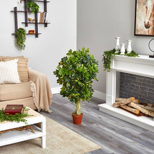 4ft. Potted Schefflera Tree